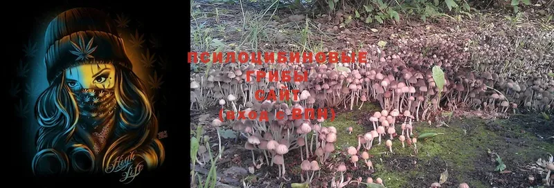 Псилоцибиновые грибы Psilocybe  Верхоянск 